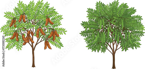 Tree pod maturity comparison with green and brown pods, compound leaf anatomy, botanical vector, agricultural relevance, environmental concept illustration
