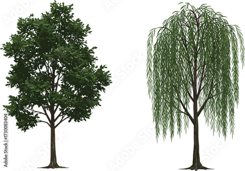 Two distinct trees with broad and drooping canopies on white background, botanical vector for species comparison and morphology education