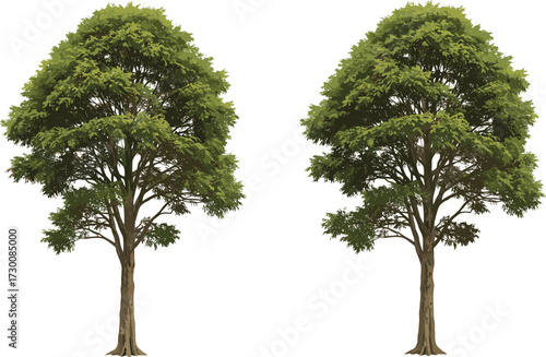 Two symmetrical trees with dense green foliage and identical structure, illustrating botanical harmony, tree morphology, and environmental storytelling in vector art