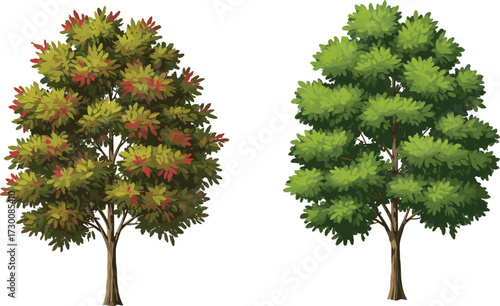 Two trees showing early autumn transition with mixed and green foliage on white background, vector illustration for nature and climate education
