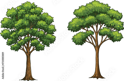 Two trees with contrasting canopy density and branching structure, illustrating botanical diversity and environmental storytelling in vector silhouette illustration style