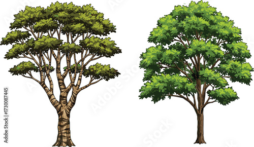 Vector illustration of two trees with contrasting trunk complexity, canopy symmetry, and foliage density for botanical, seasonal, and educational themes.
