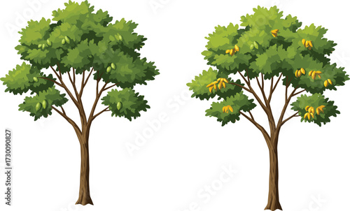 Vector illustration of two trees with green foliage, one bearing yellow fruits, highlighting seasonal contrast and botanical diversity in nature.