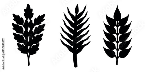 Vector Silhouette Set of Crops Wheat Corn and Rice Stalks