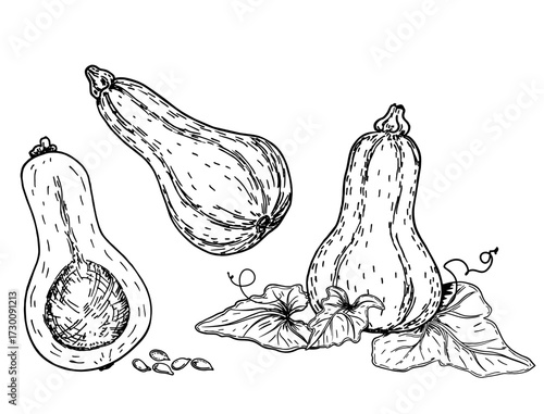 Ink sketch of butternut squash isolated on white background. Pumpkin seeds, whole pumpkin and half. Cucurbita moschata Vegetable. Hand drawn
