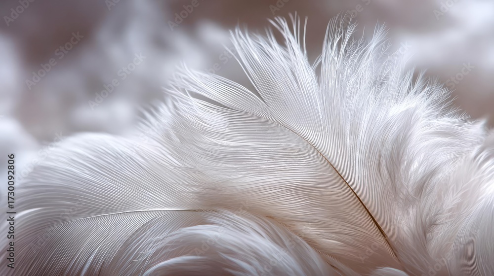 Obraz premium Closeup white feathers background for calm concept. Close-up of a delicate white feather on soft, blurred background.