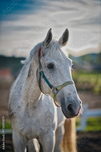 portrait of a horse