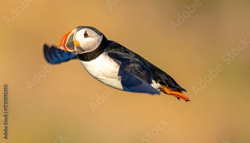Majestic puffin in flight, wings spread wide against a soft, warm background, a true wildlife spectacle.