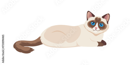 Adorable Snowshoe Cat with Striking Blue Eyes Perched on White Surface.