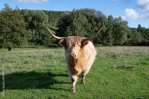 Vache écossaise à longue corne
