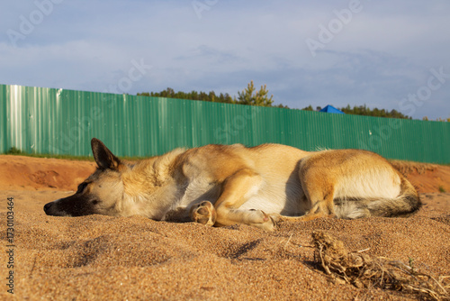 Adorable dog on the Baikal lake beach 