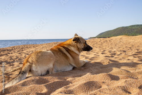 Adorable dog on the Baikal lake beach 
