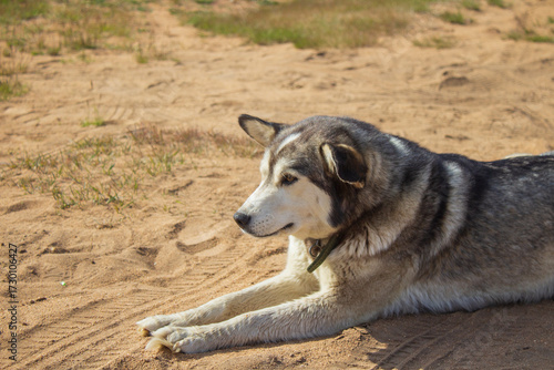 Adorable dog on the Baikal lake beach 