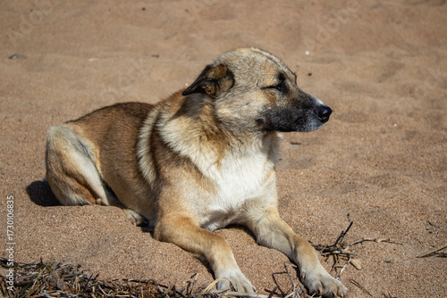 Adorable dog on the Baikal lake beach 