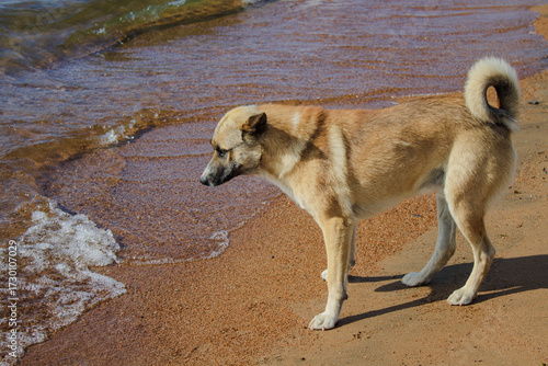 dog on the beach. Cute dog playing on Baikal Lake shore 