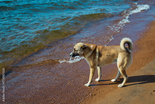 dog on the beach. Cute dog playing on Baikal Lake shore 