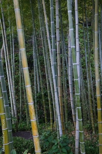 竹林