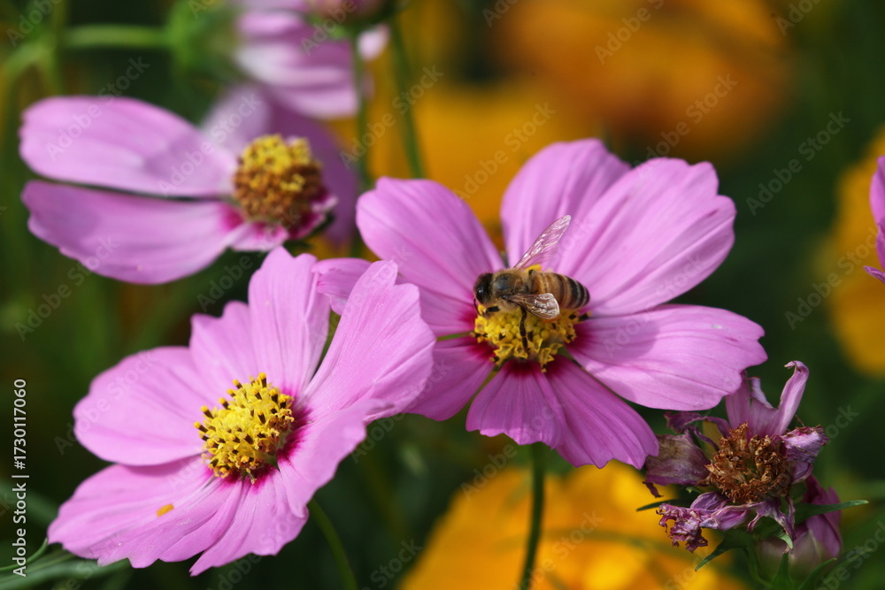 Obraz premium 蜜蜂