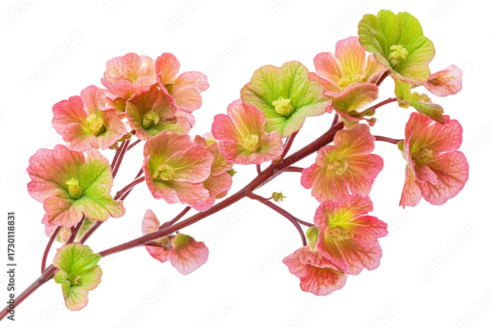 Naklejka premium Elegant Coral Bells Flower isolated on transparent background