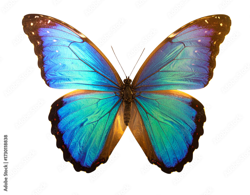 Obraz premium Elegant Garden Butterfly – Delicate Insect in Flight PNG 
