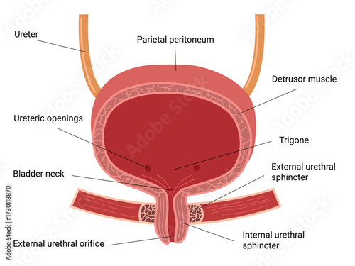 Human Bladder Anatomy. Female urinary Bladder. Vector medical illustration  
