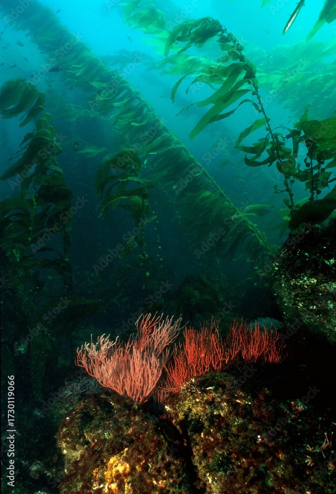 Obraz premium Kelp reef in the sea
