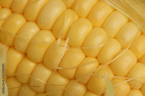 yellow grains covered with mold on a corn cob due to improper storage, spoiled sweet corn cobs with ripe yellow grains, violation of the rules and conditions of food storage