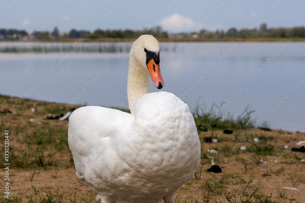 Fototapeta premium Majestic White Mute Swan Portrait