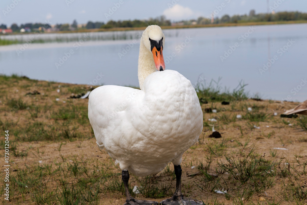 Obraz premium Adult Mute Swan Front View
