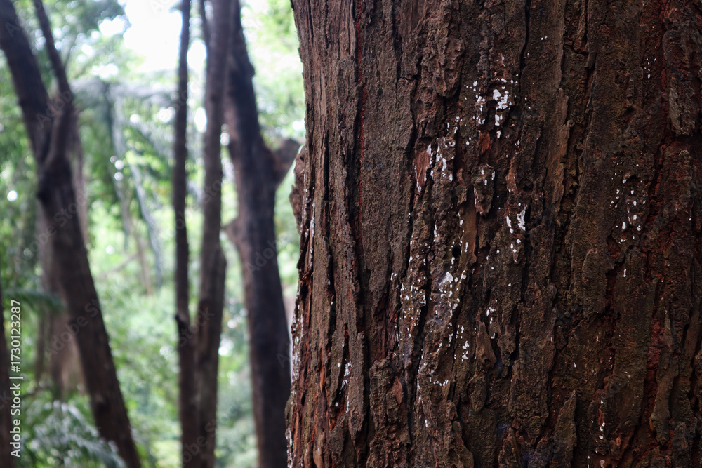 Obraz premium Pine tree, bark close-up. Close-up of pine bark in the forest for a natural background. Nature. Details. Focus on pine tree trunk with blurred background. 