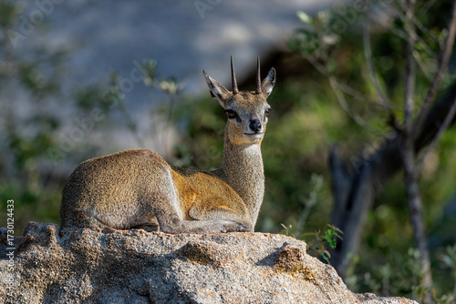 Canvastavla Klipspringer [Oreotragus oreotragus] The name Klipspringer is the Afrikaans for 'rock jumper'