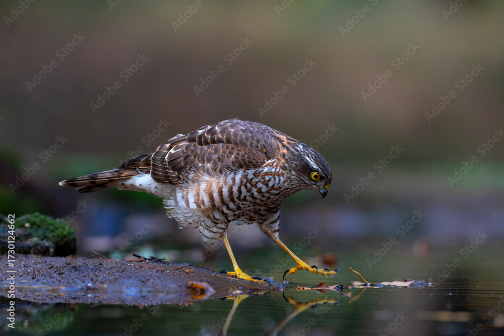 Fototapeta premium Eurasian Sparrow hawk (Accipiter nisus) hanging around in the forest in the Netherlands.