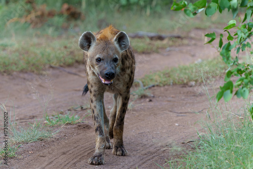 Spotted Hyena (Crocuta crocuta) was stealing and eating from the carcass in Mashatu Game Reserve in the Tuli Block in Botswana