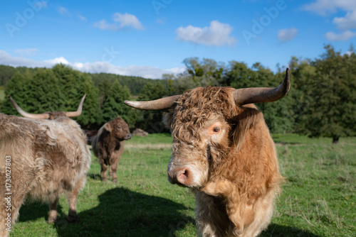Vache rousses écossaises à longues cornes