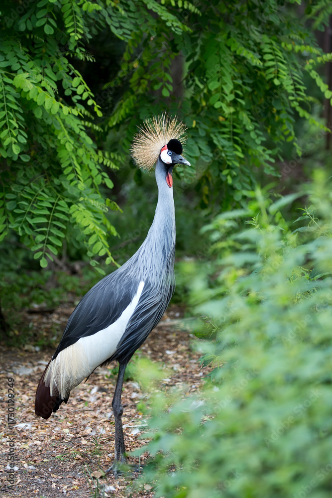 Fototapeta premium grey crowned crane in the wild