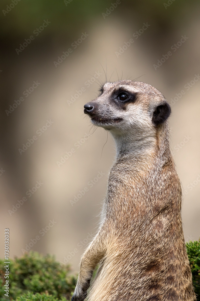 Fototapeta premium Meerkat in a clearing a portrait