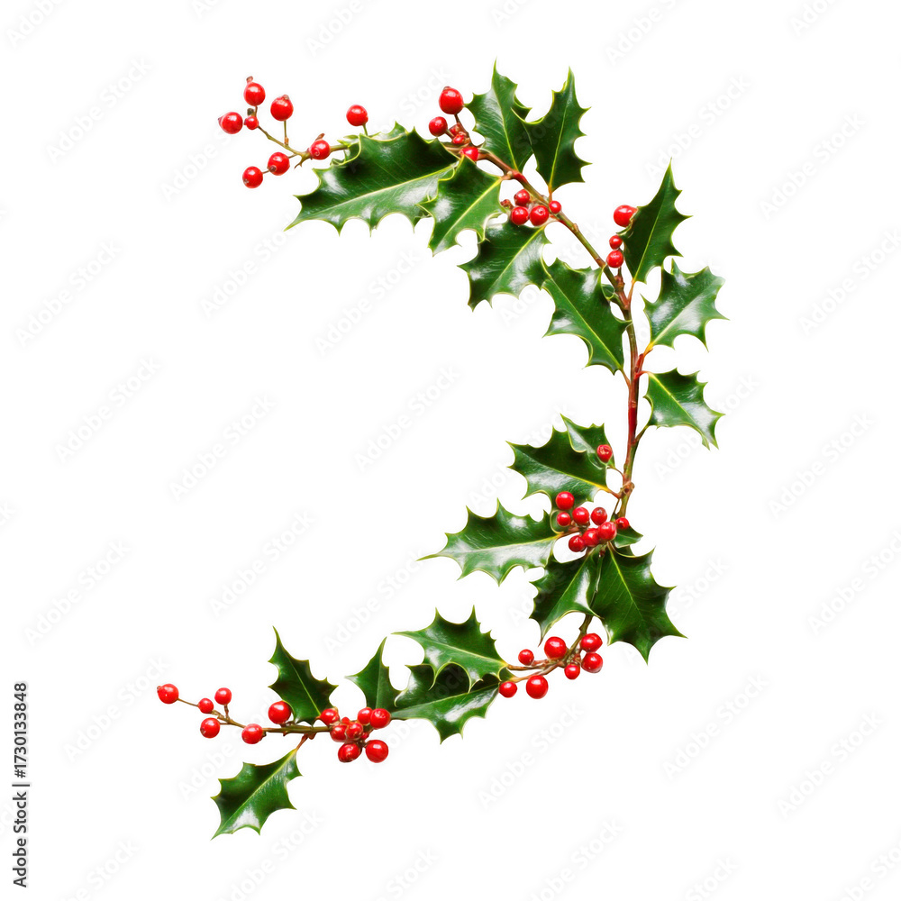 Fototapeta premium A sprig of shiny holly with red berries curves gracefully