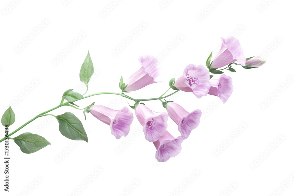 Naklejka premium Tall Foxglove Flower isolated on transparent background