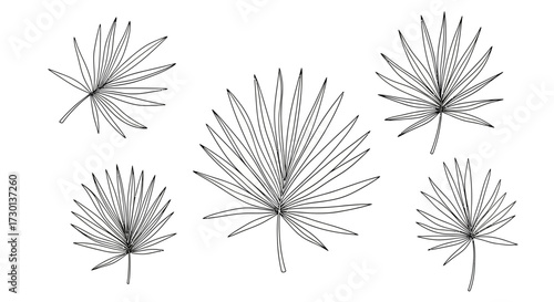A collection of five stylized fan palm leaves, depicted as line art drawings on a white background.