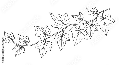 Line drawing of an ivy branch with multiple leaves, angled diagonally across a white background.