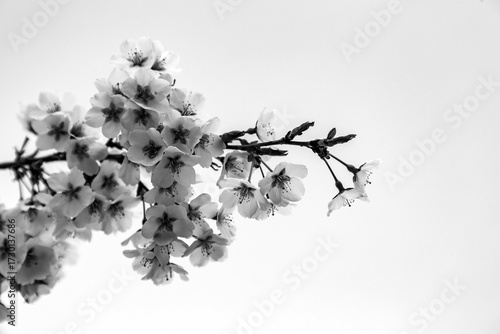 Branch of fresh cherry blos...