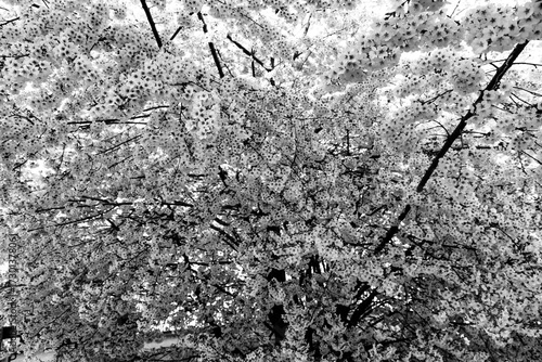 Branch of fresh cherry blos...