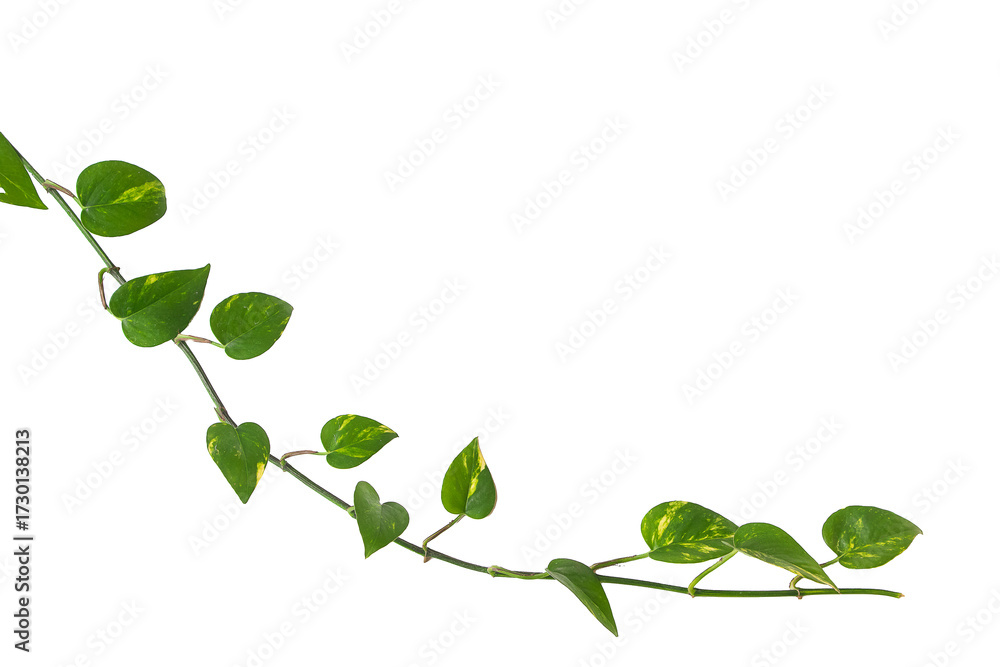 Obraz premium single vine liana plant with heart shaped green leaves isolated on white background, clipping path included