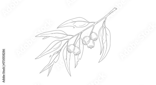 Line art illustration of a eucalyptus branch with leaves and gumnuts, depicted in a minimalist, botanical style on a white background.