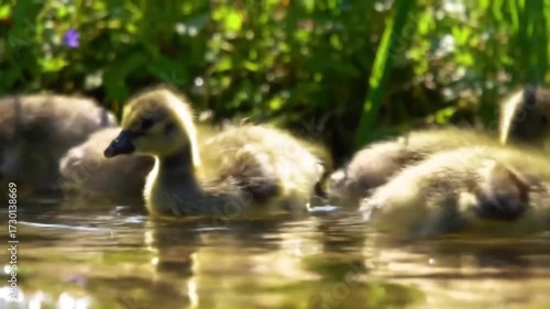 A group of adorable fluffy goslings swimming together in a sunlit pond with green foliage in the background.