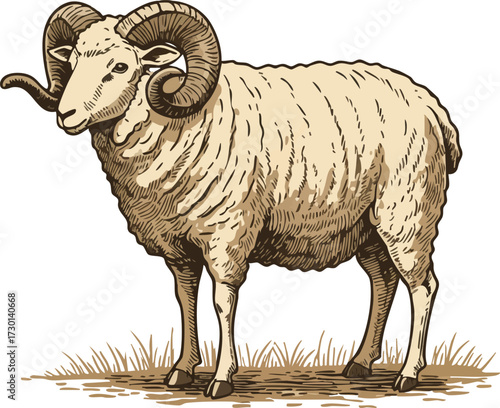 Ram with curled horns standing on grass detailed vintage style animal illustration vector 