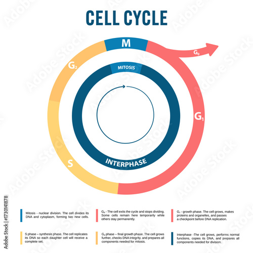 Cell Cycle Diagram: Labeled Vector Illustration of Interphase Mitosis G1 S G2 M Phases DNA Replication Growth Division for Biology Textbooks Science Education Genetics Medical Infographics Classroom 