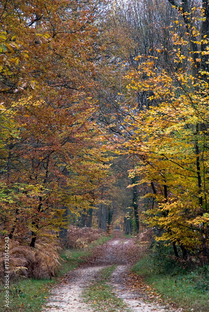 Obraz premium Massif de la forêt de Fontainebleu, 77, Seine et Marne , France