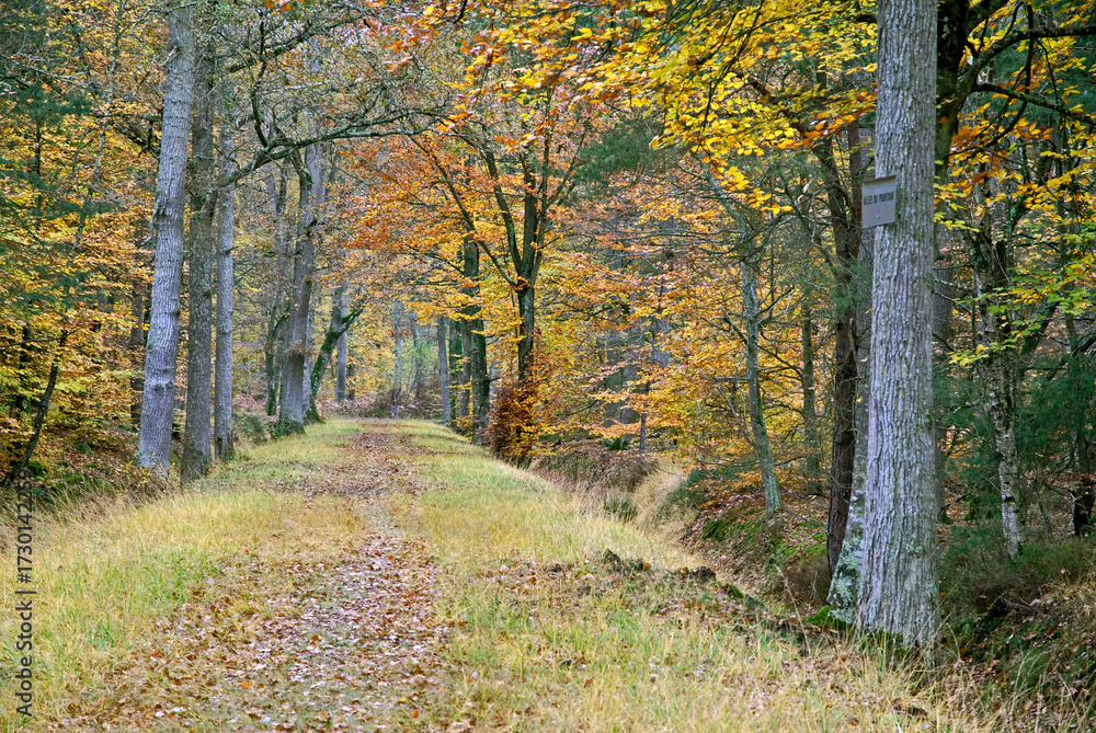 Obraz premium Massif de la forêt de Fontainebleu, 77, Seine et Marne , France
