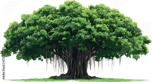 Majestic banyan tree with hanging aerial roots and lush green canopy isolated on white